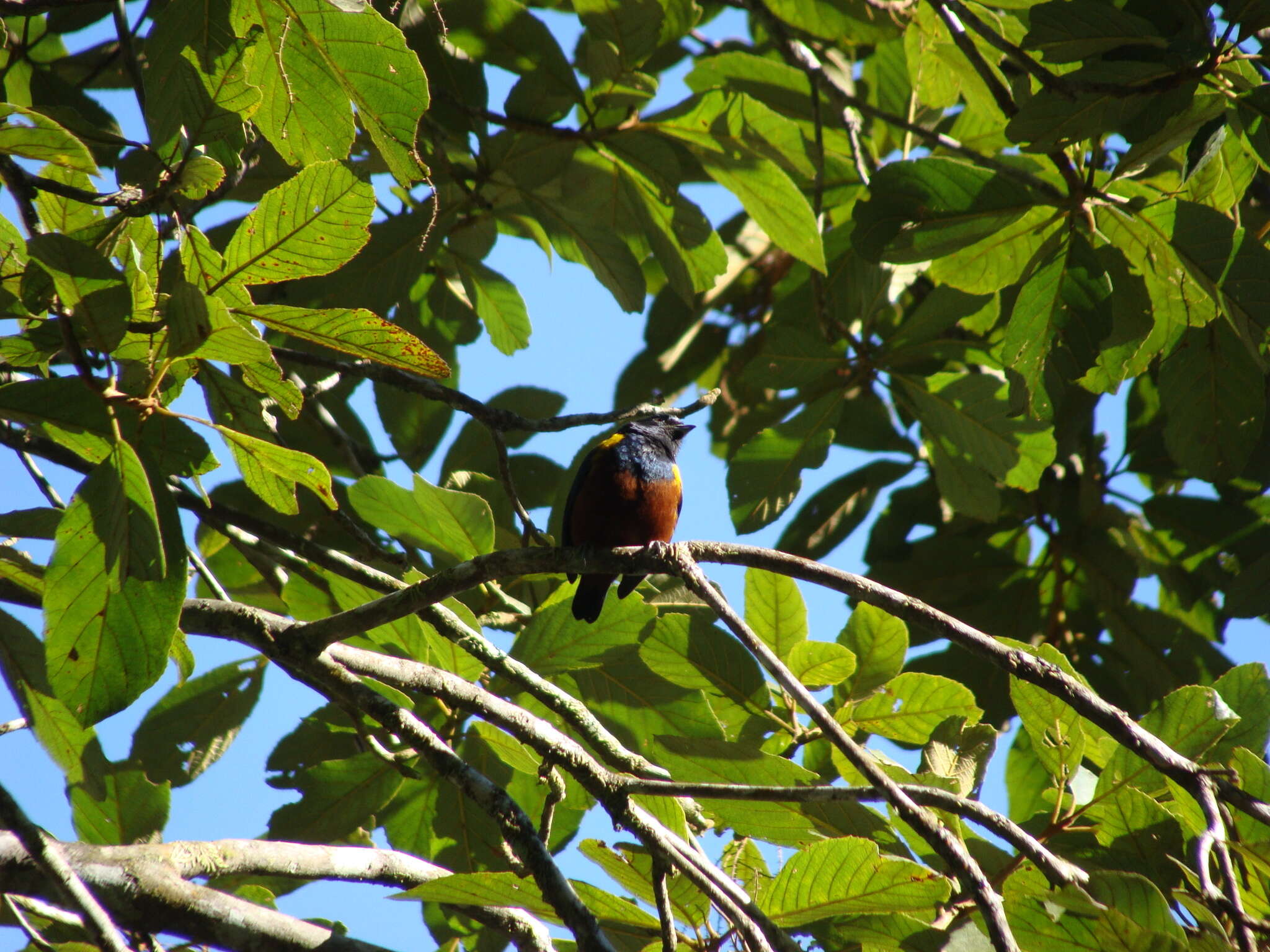 Image of Chestnut-bellied Euphonia