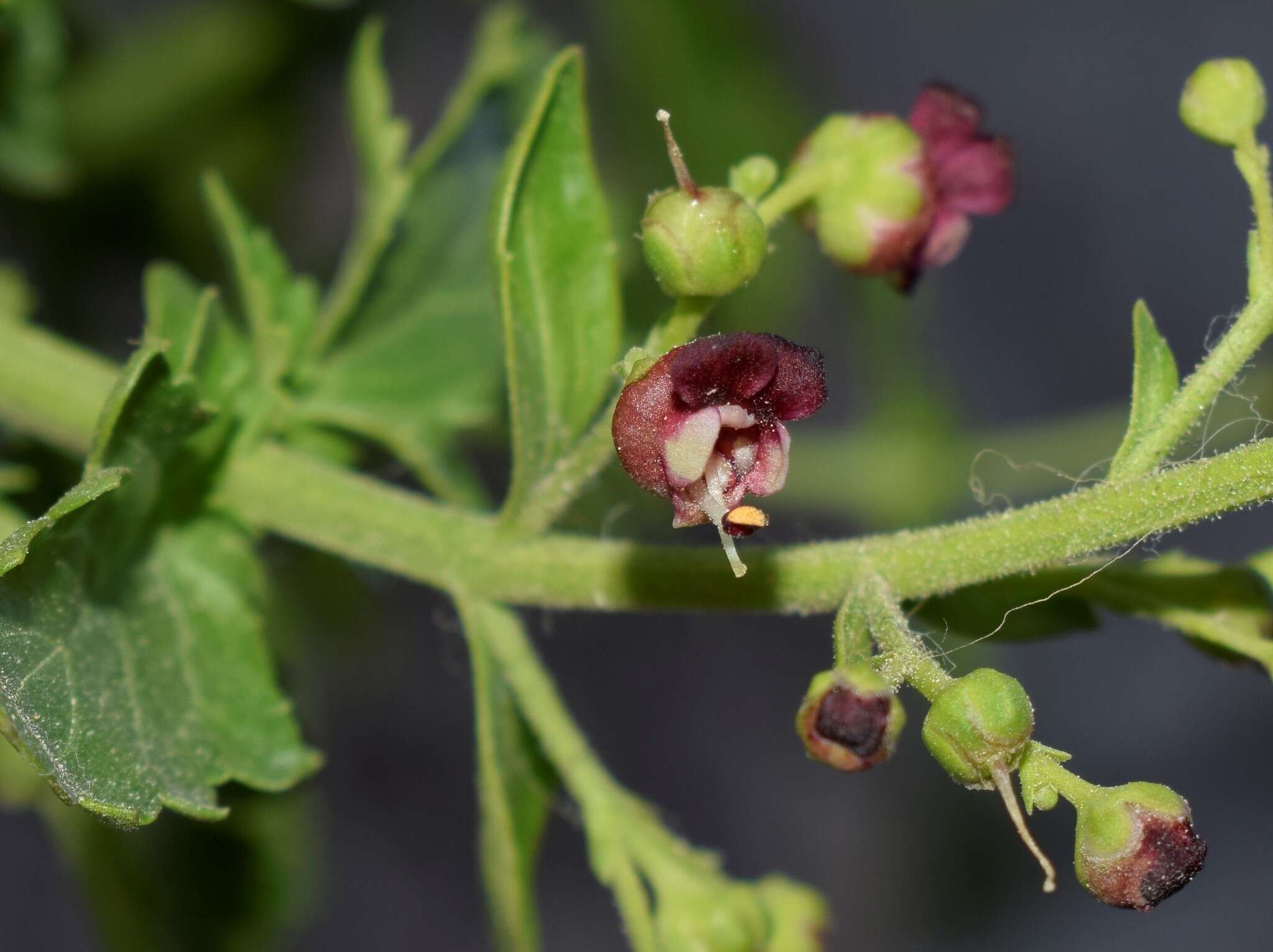 Image of Scrophularia heterophylla Willd.