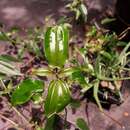Sivun Aciotis circaeifolia (Bonpl.) Triana kuva