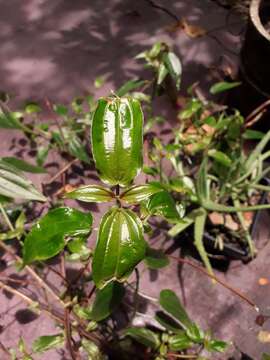 Image of Aciotis circaeifolia (Bonpl.) Triana