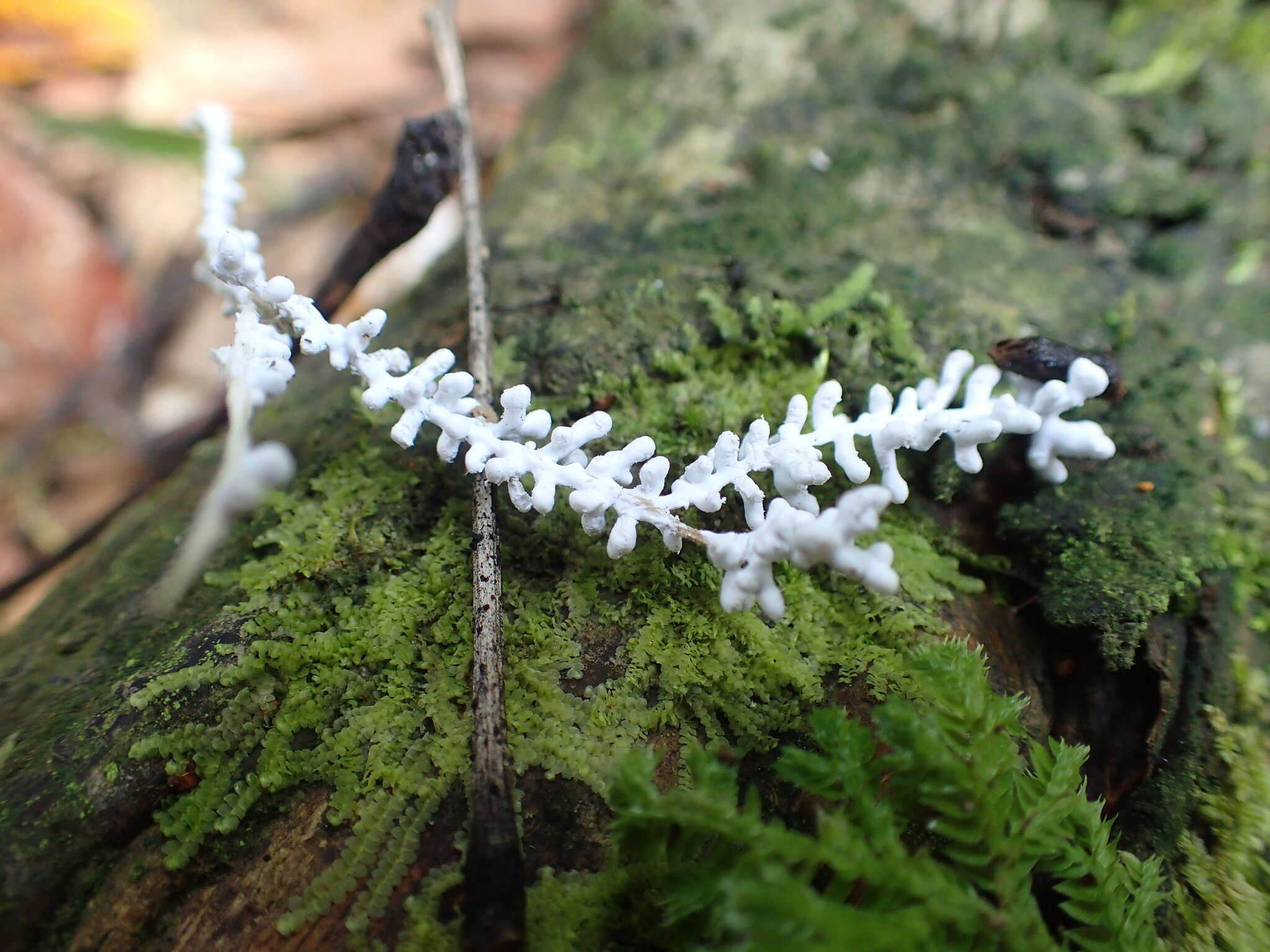 Image of <i>Brunneocorticium corynecarpon</i>