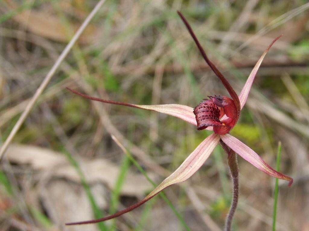 Image of Red-lipped spider orchid