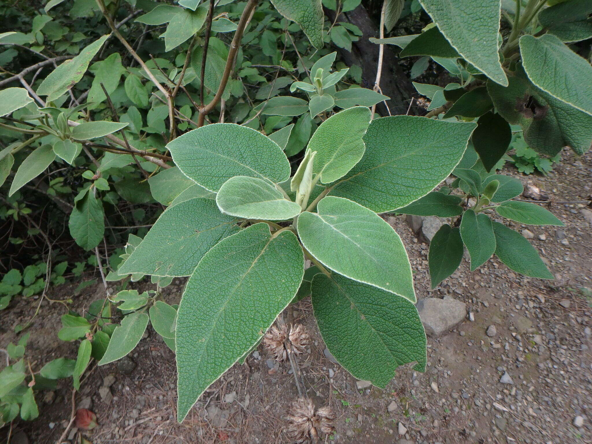 Image of Sideritis canariensis L.