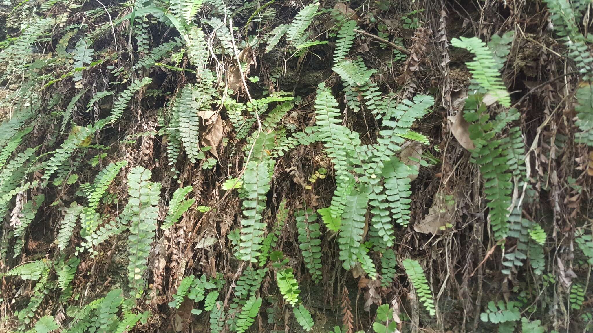 Adiantum ciliatum Bl.的圖片