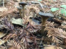 Image of Pseudoclitocybe