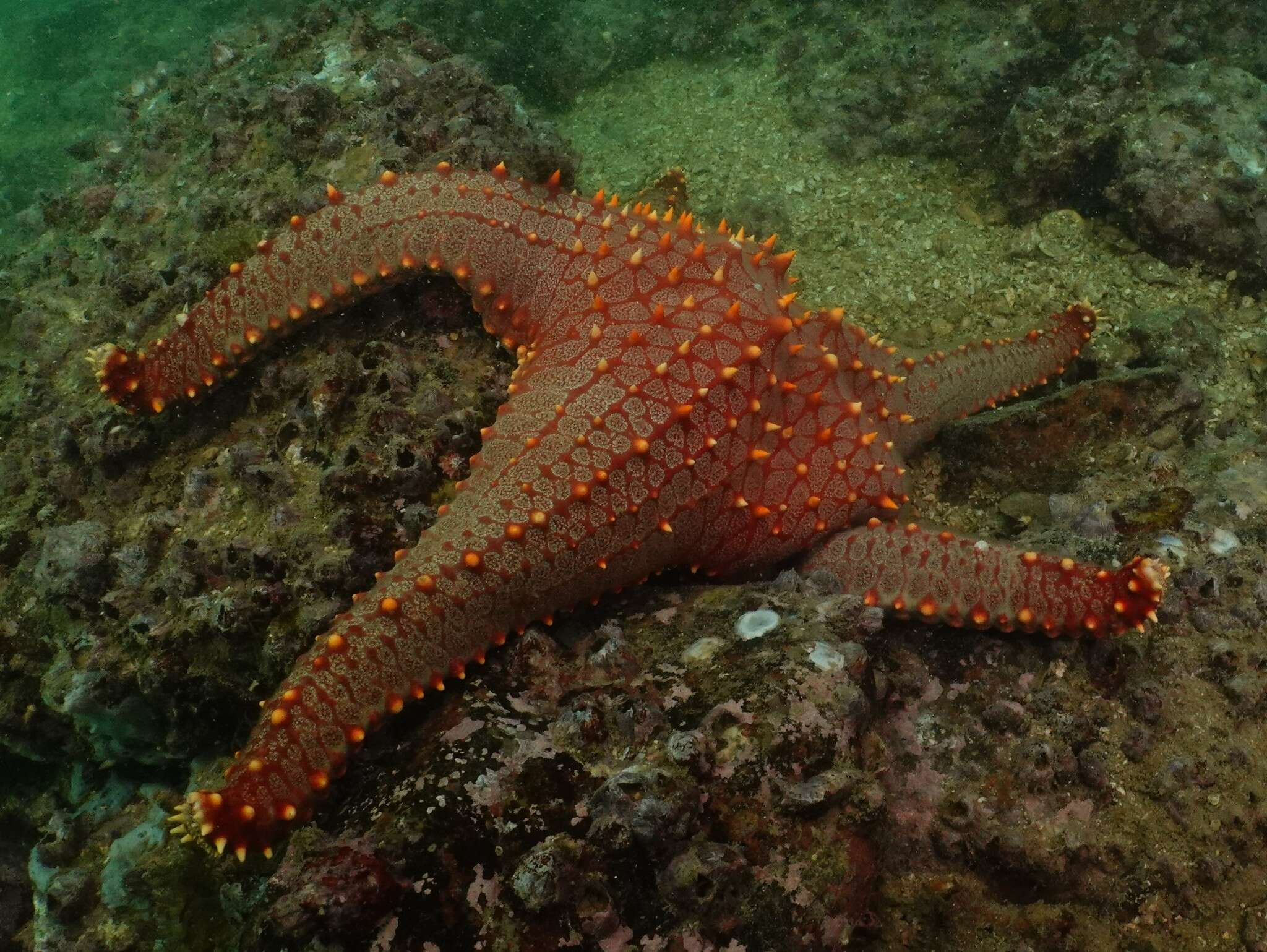 Image of Pentaceraster chinensis (Gray 1840)