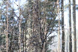 Image de Lonicera caerulea subsp. pallasii (Ledeb.) Browicz