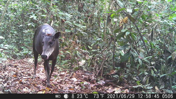 Image of yellow-backed duiker