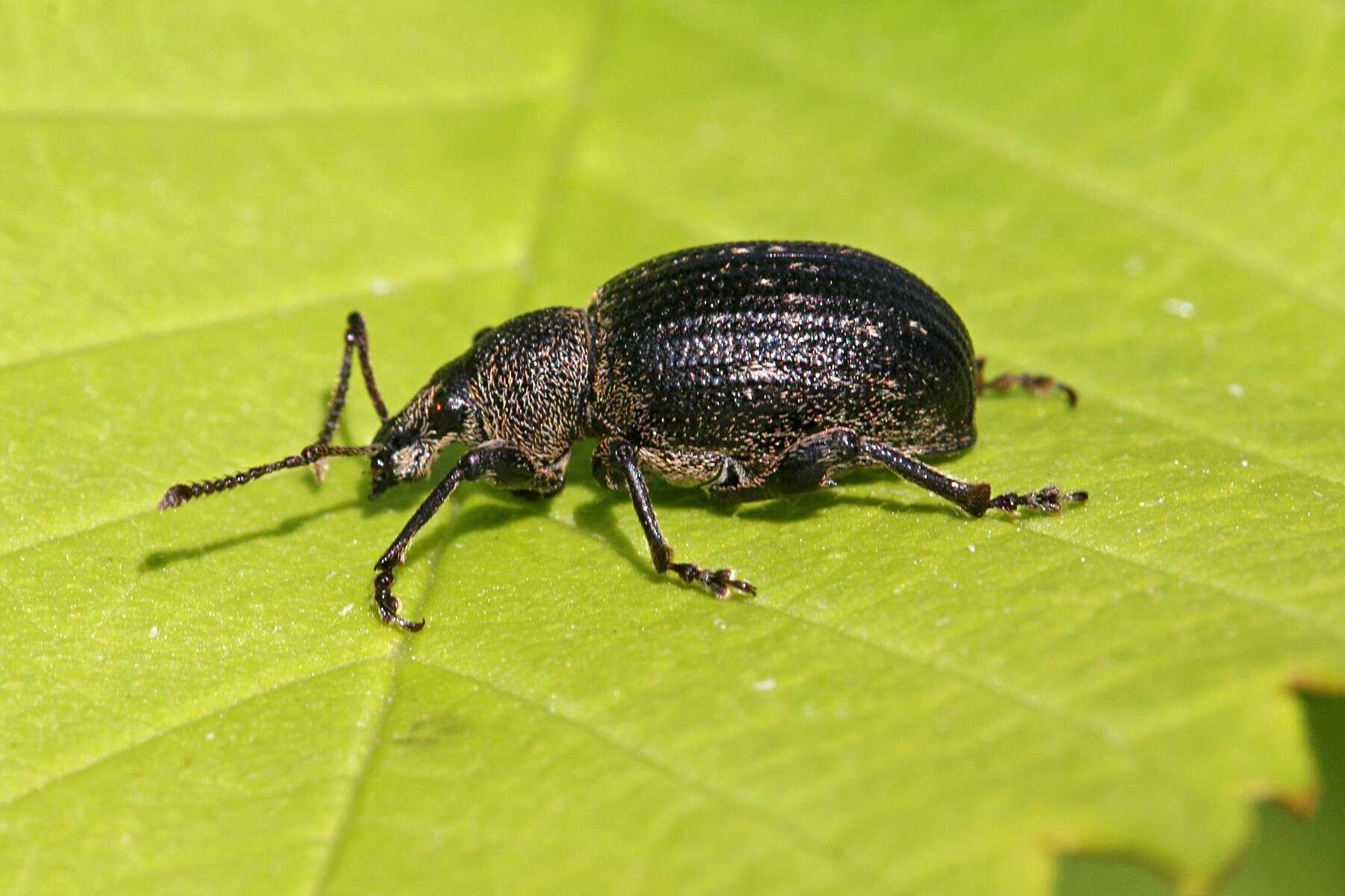 Imagem de Otiorhynchus (Otiolehus) tristis (Scopoli 1763)