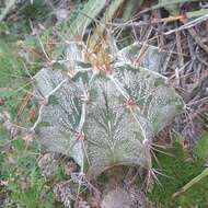 Imagem de Astrophytum ornatum (DC.) Britton & Rose