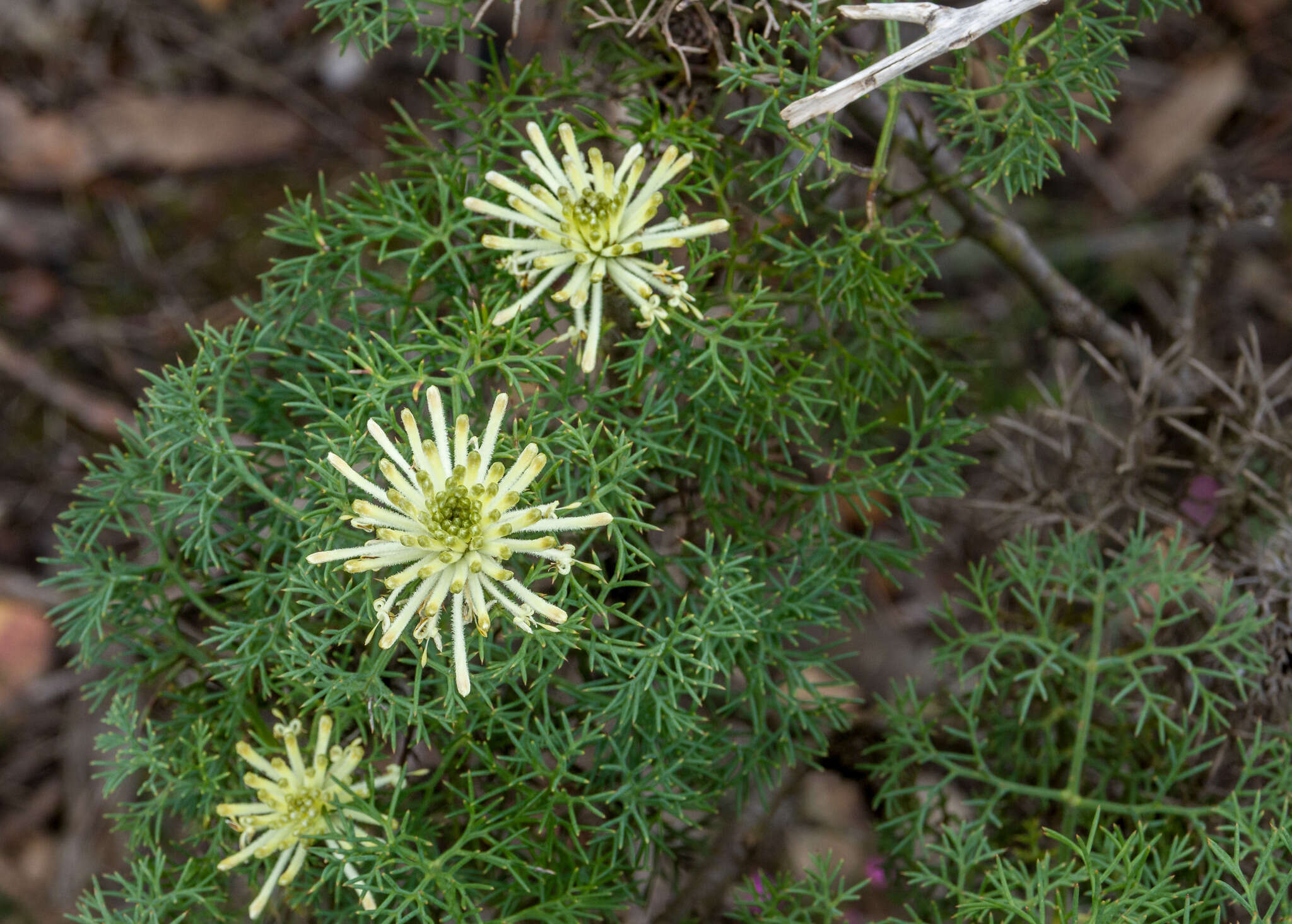 Image of Petrophile divaricata R. Br.