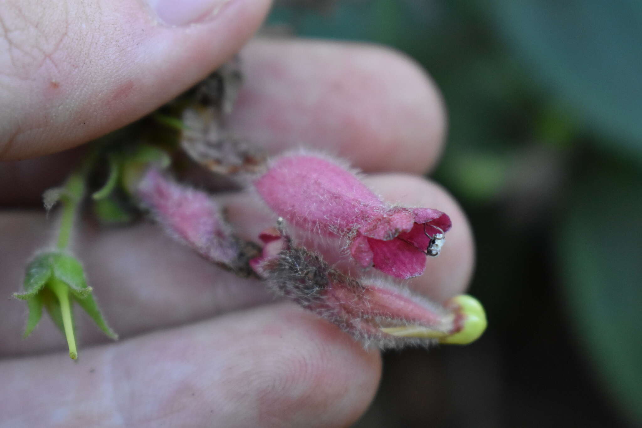 Image of Sinningia sellovii (Mart.) Wiehler