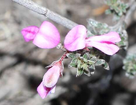 Imagem de Indigofera pilgeriana Schltr.