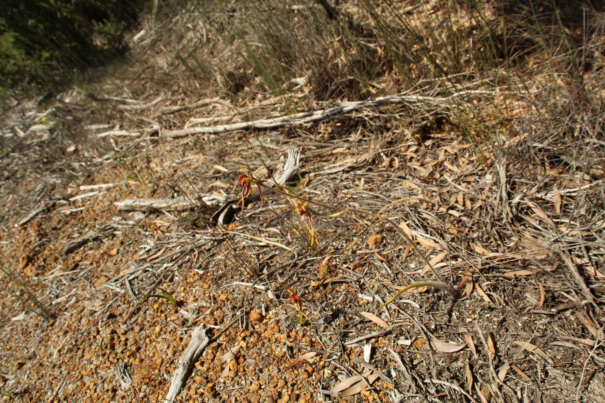 Caladenia corynephora A. S. George resmi