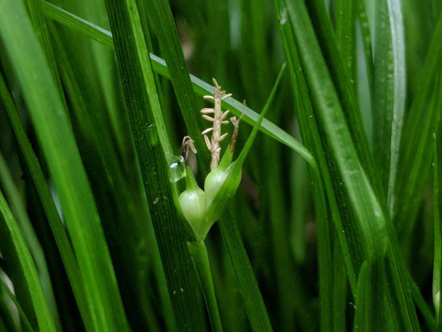 Image of James' sedge