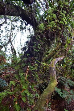 Hymenophyllum deplanchei Mett. ex Kuhn resmi