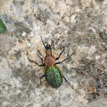 Image of Carabus (Coptolabrus) lafossei Feisthamel 1845