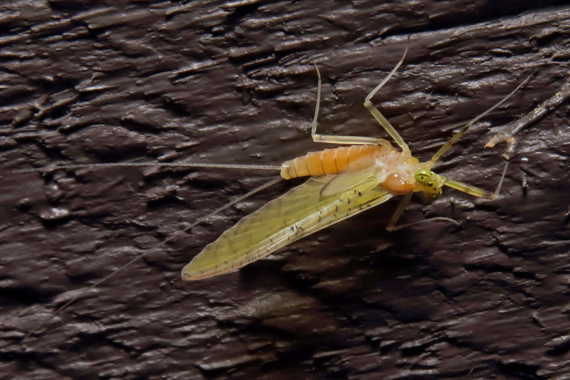 Image of Stenacron Mayfly