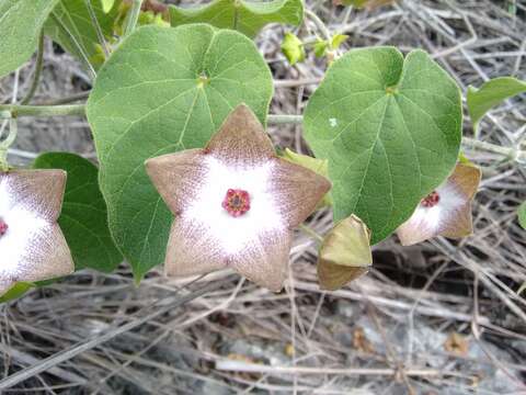 Image of arborescente rattan