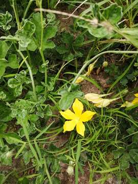 Image of Apodanthera palmeri S. Wats.