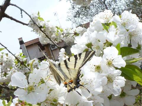 Imagem de Iphiclides