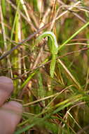 Image of Pterostylis micromega Hook. fil.