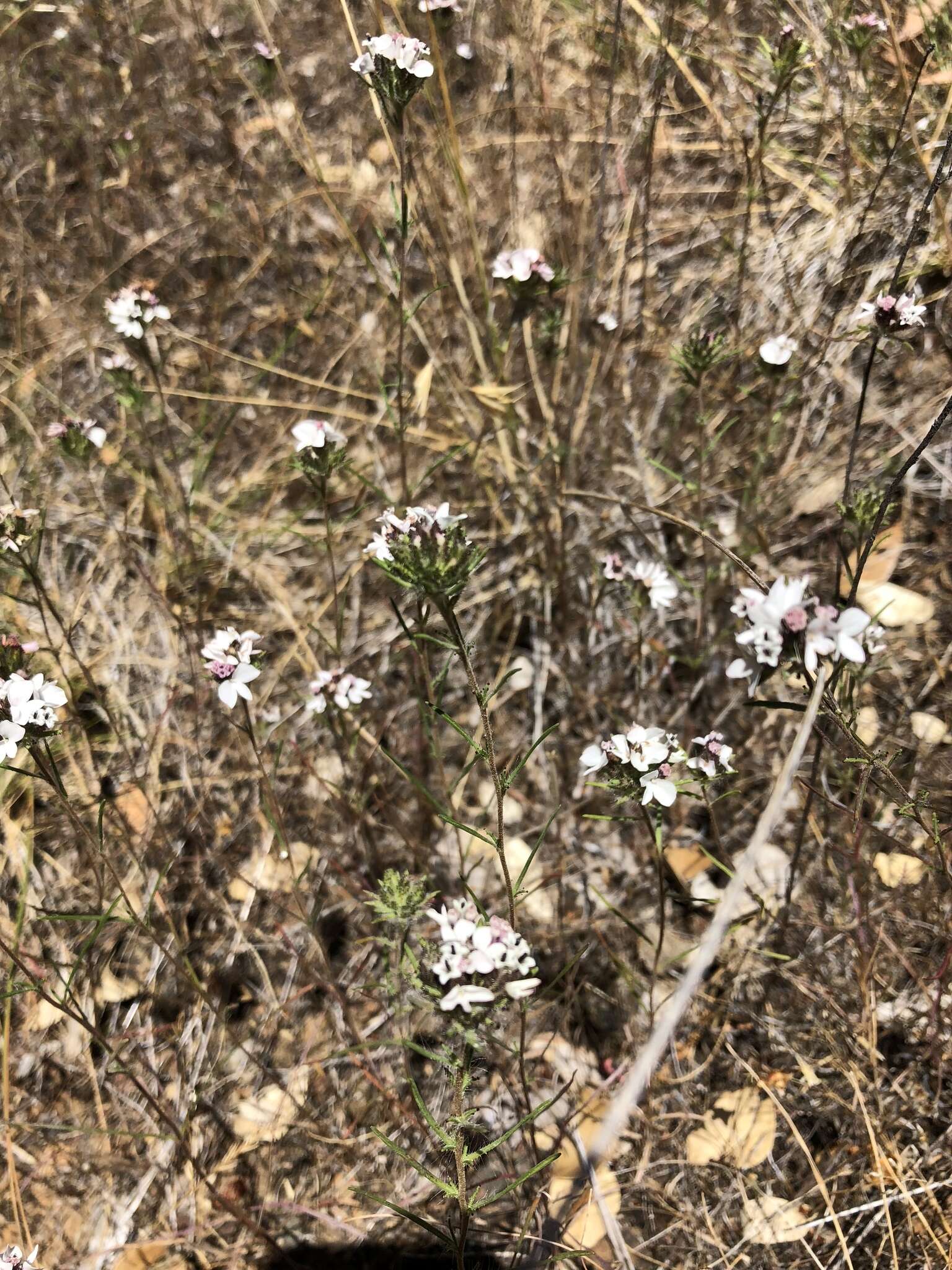 Image of sticky western rosinweed