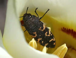 Image de Acmaeodera alpina Barr 1972