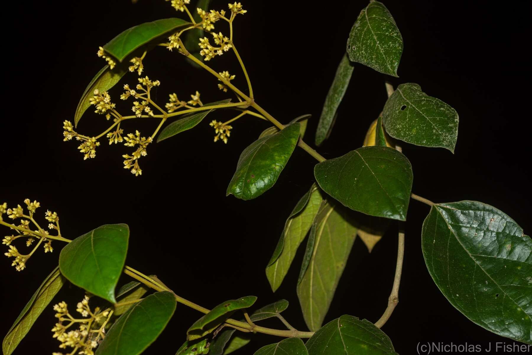 Image of Parsonsia fulva S. T. Blake