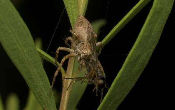 Image of Oxyopes variabilis L. Koch 1878