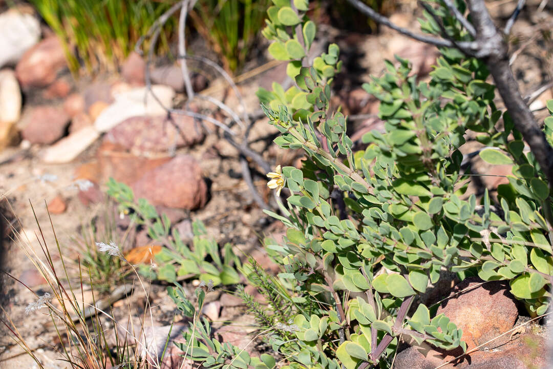 Image of Roepera flexuosa (Eckl. & Zeyh.) Beier & Thulin