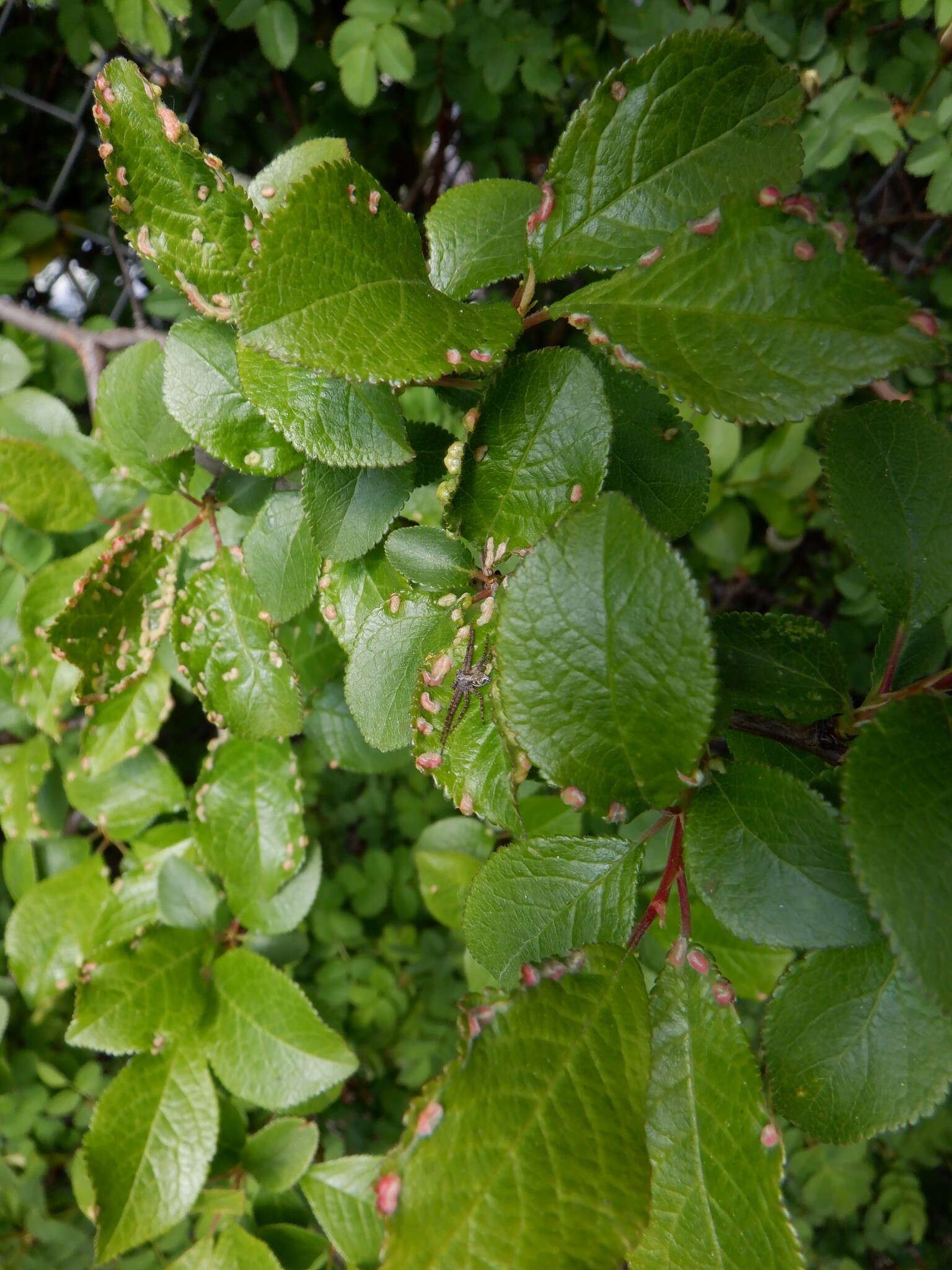 Image of <i>Eriophyes similis</i> (Nalepa 1890)