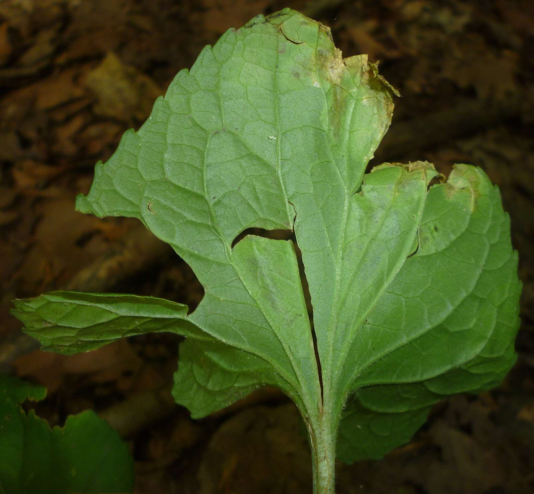 Image of <i>Liriomyza violivora</i>