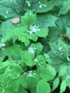 Image of Mountain Meadow-Rue