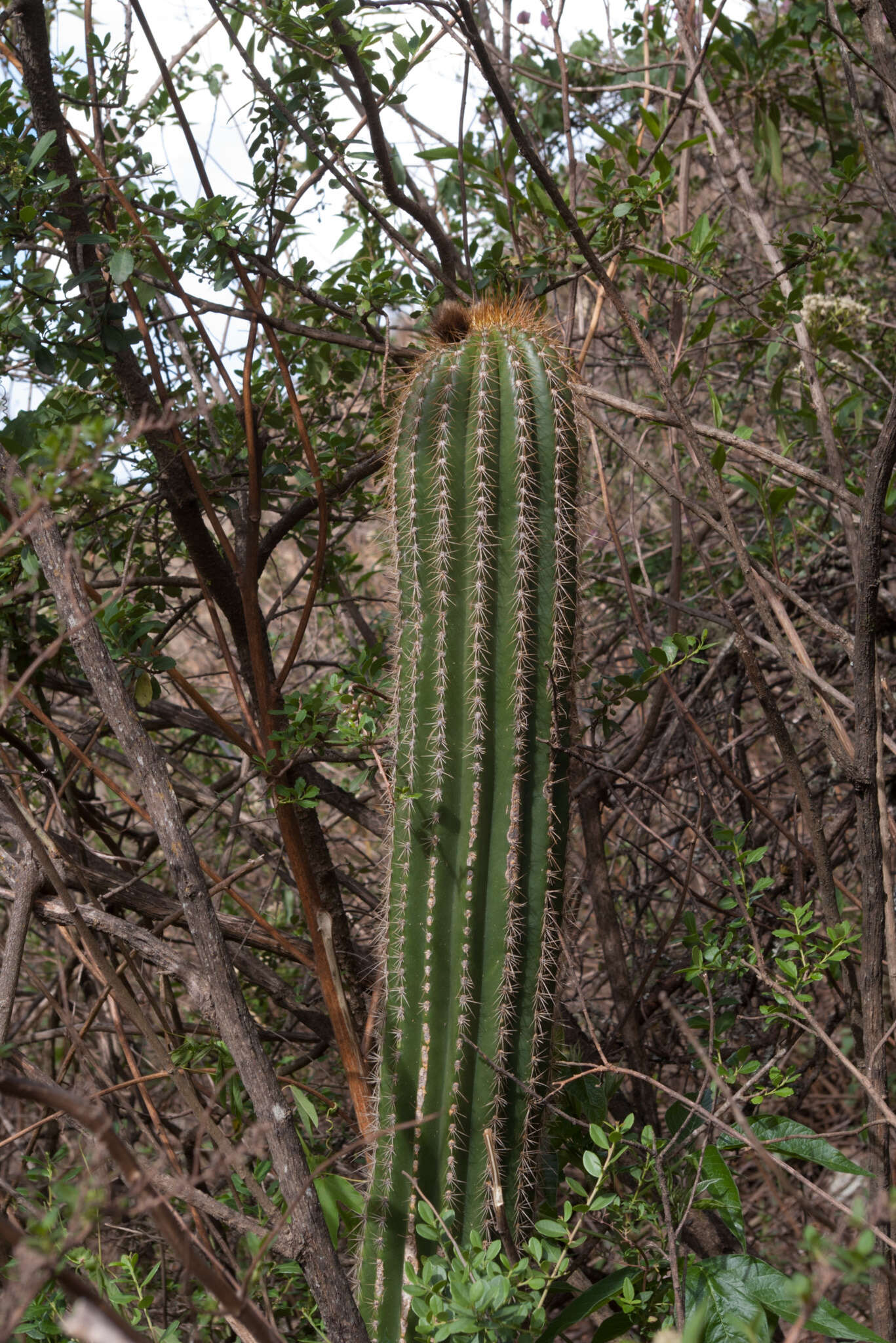 Imagem de Echinopsis schickendantzii F. A. C. Weber