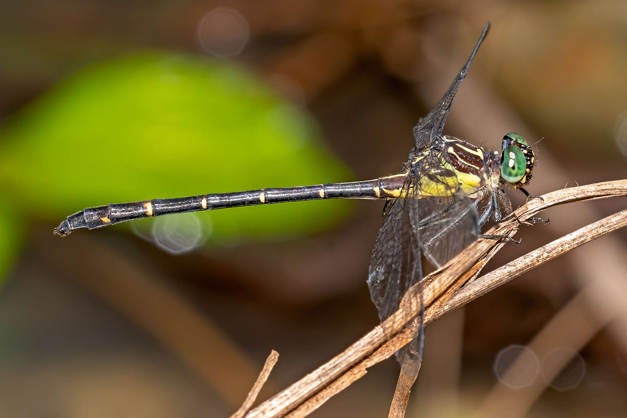 Imagem de Austrogomphus bifurcatus Tillyard 1909