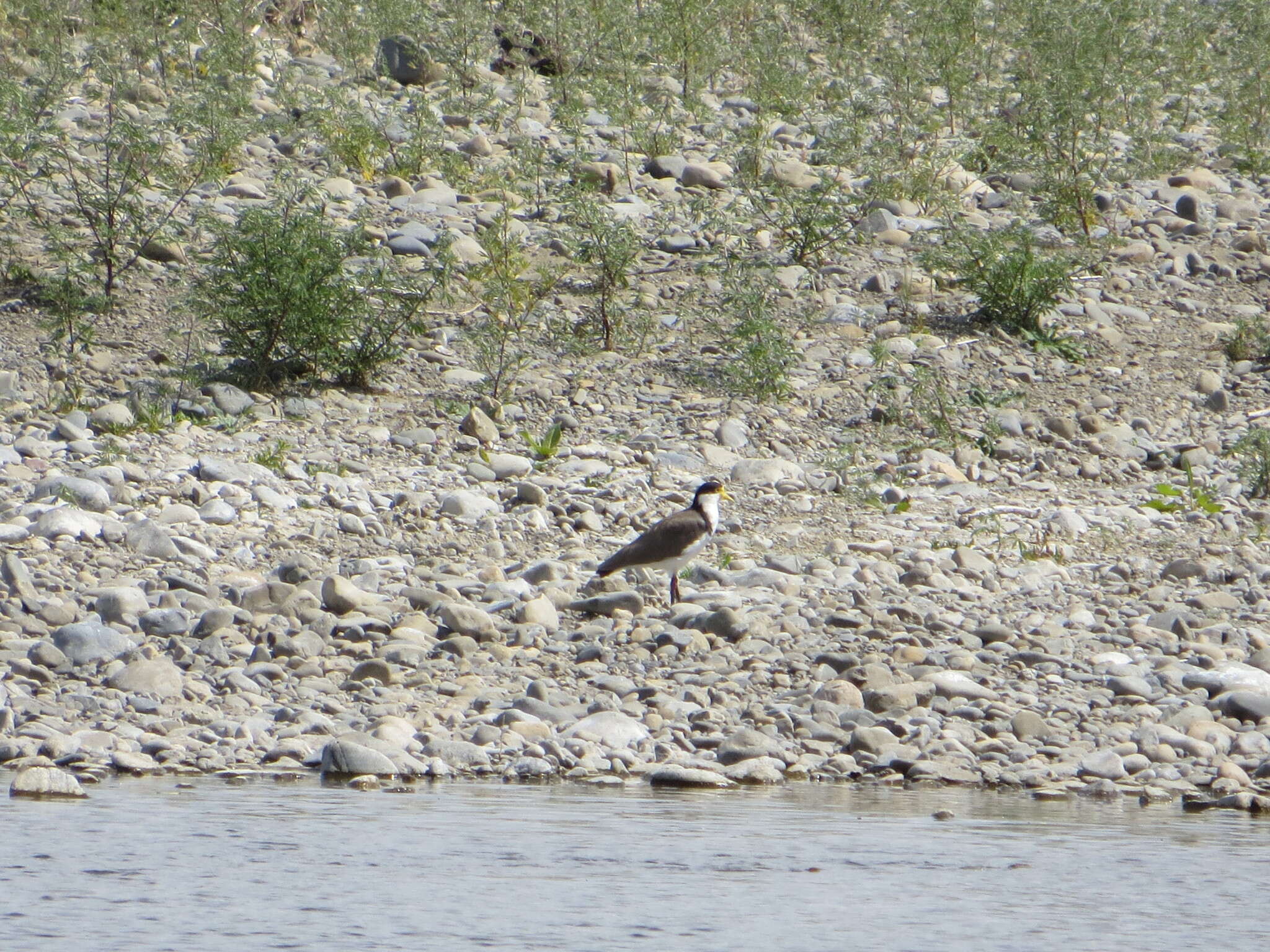 Image of Masked Lapwing