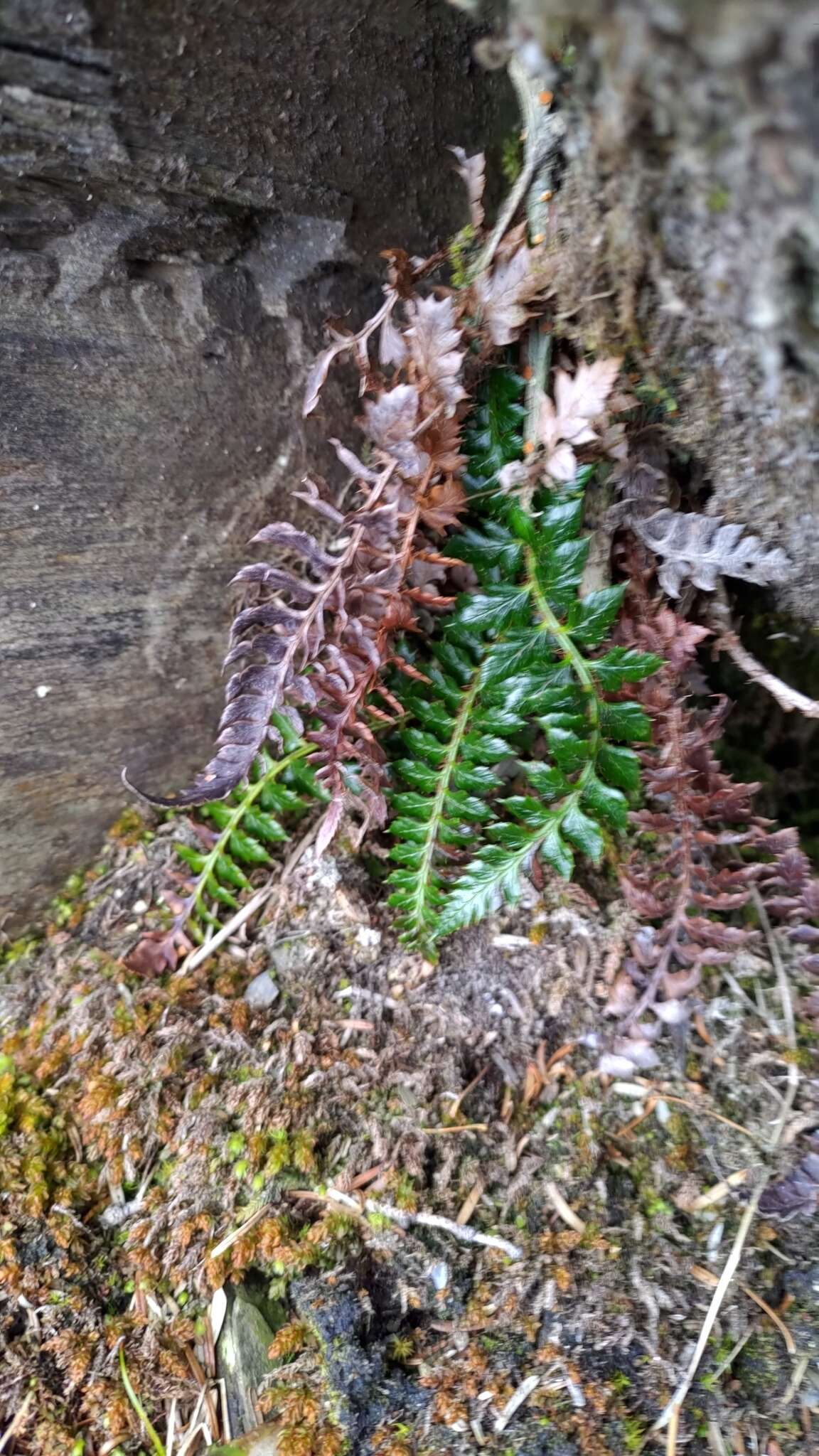 Polystichum acanthophyllum (Franch.) Christ resmi