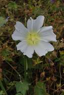 Image of Alcea nudiflora (Lindl.) Boiss.