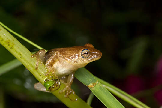 Image of Coorg Yellow Bush Frog