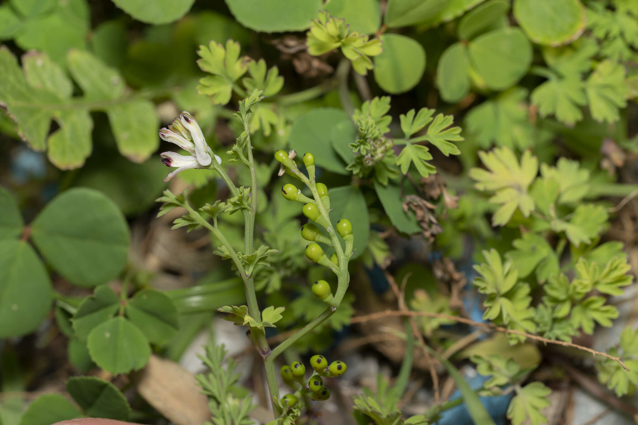 Image of Fumaria judaica subsp. judaica