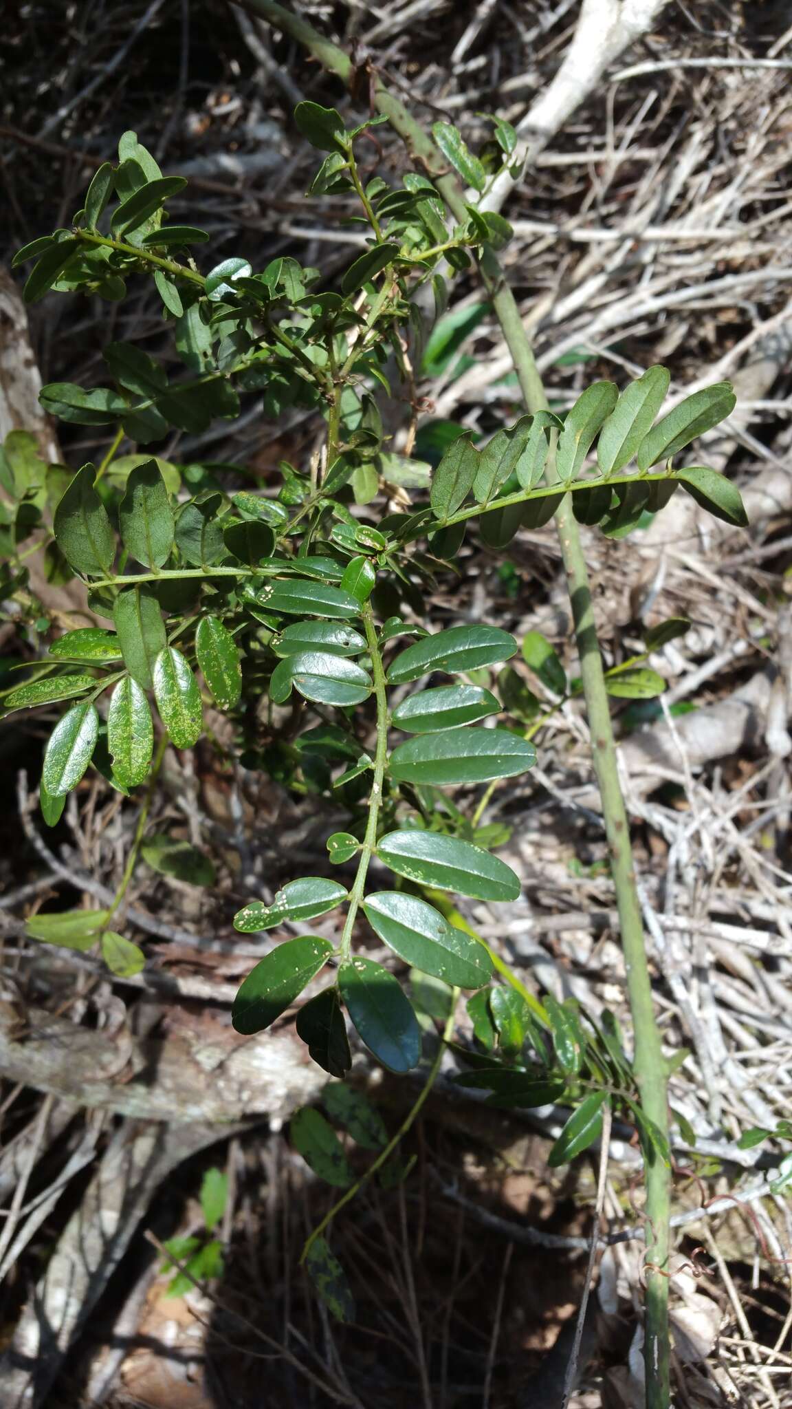 Image of Cadia pedicellata Baker