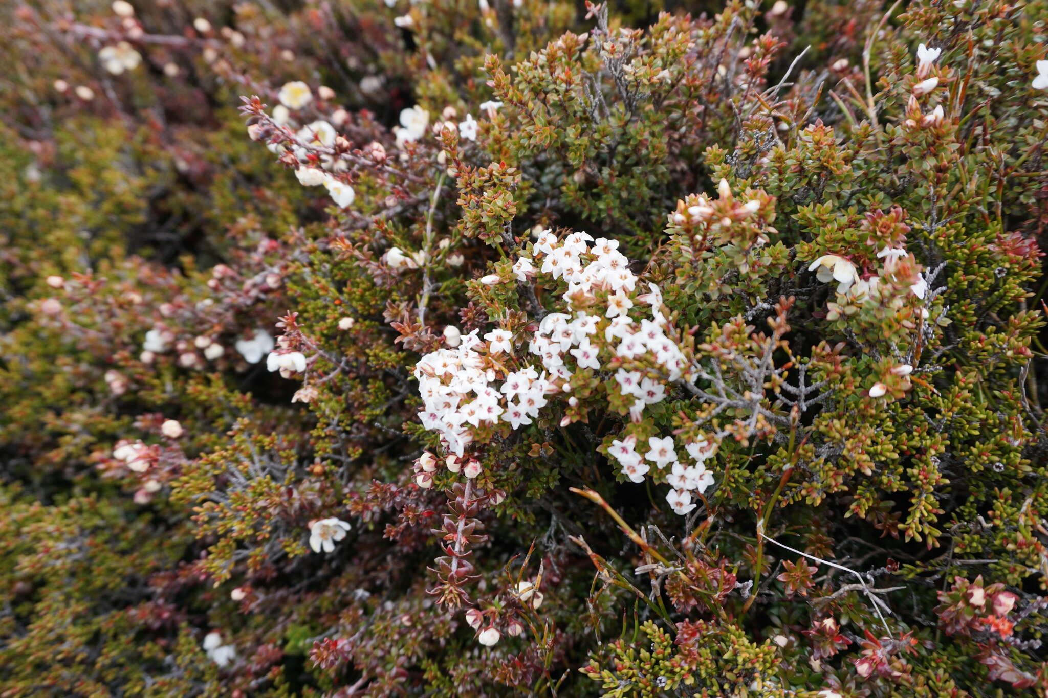 Plancia ëd Epacris serpyllifolia R. Br.