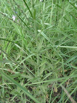 Image of Gulf vervain