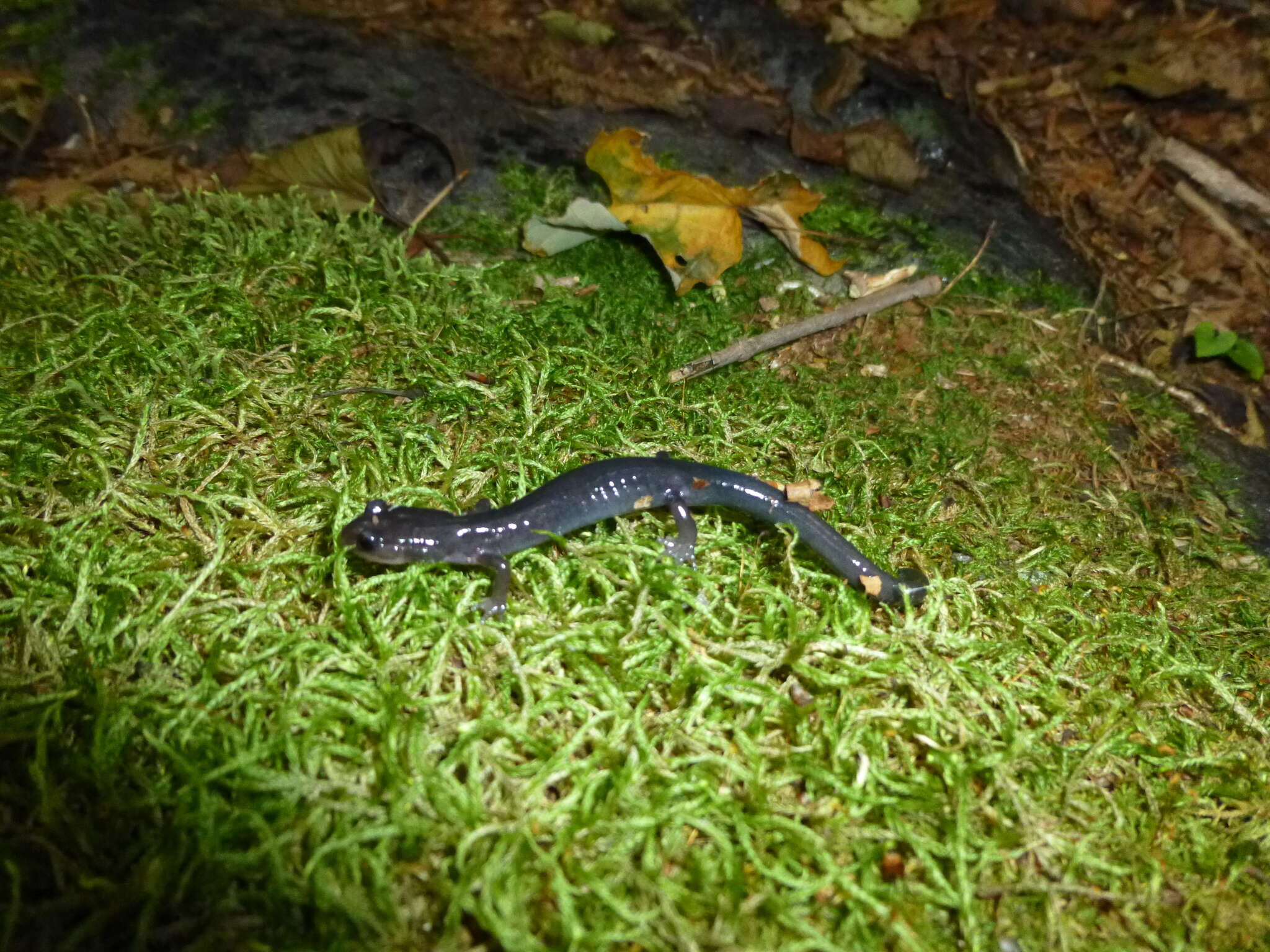 Image of Northern Gray-cheeked Salamander