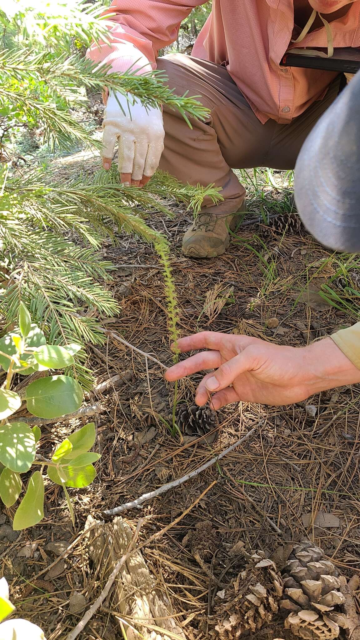 Image of Coleman's piperia