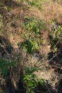 Image of Heteromorpha arborescens var. abyssinica (Hochst. ex Rich.) H. Wolff