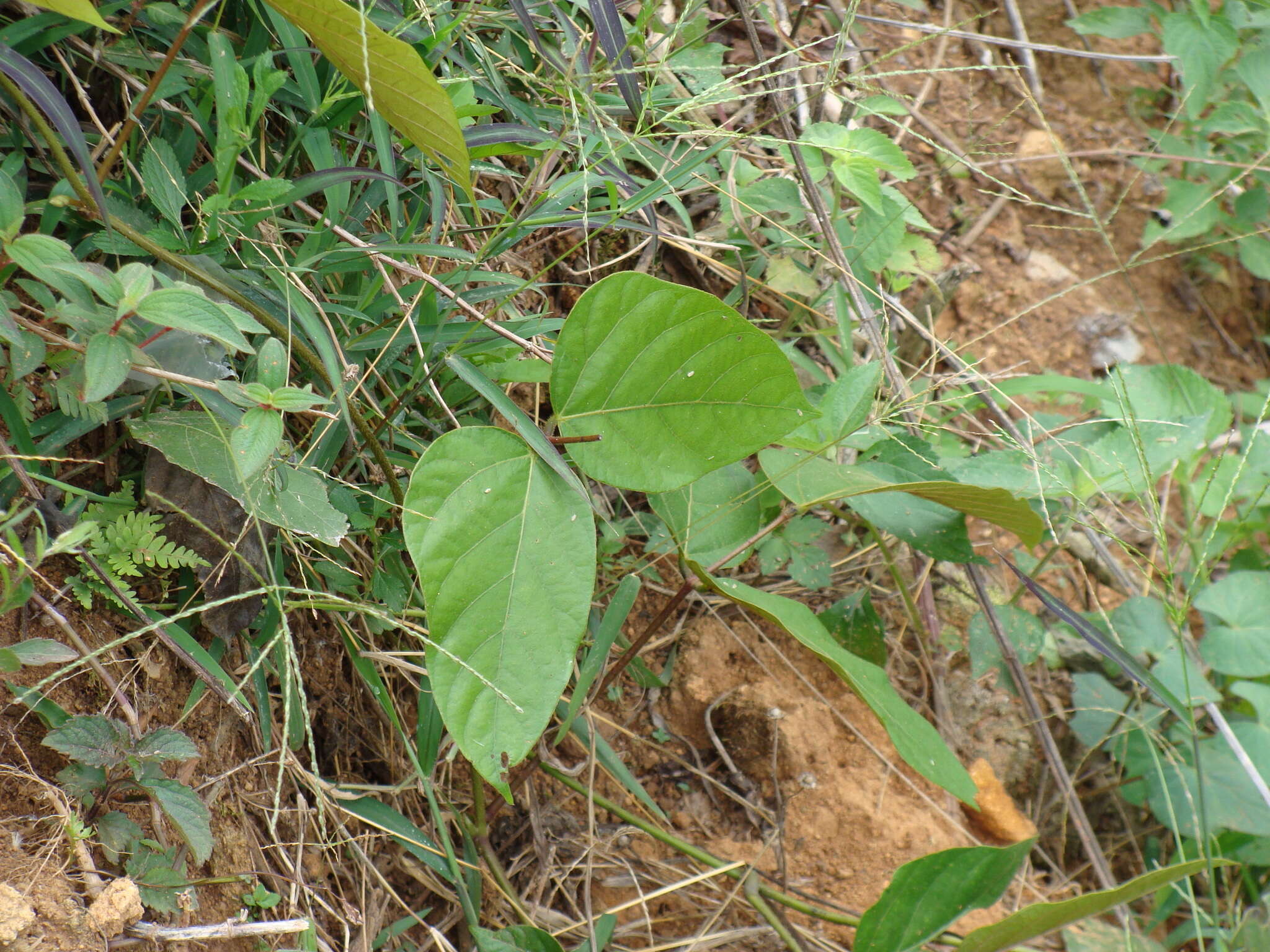 Image of Mucuna argyrophylla Standl.