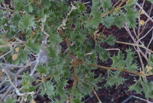 Image of Cnidoscolus palmeri (S. Watson) Rose