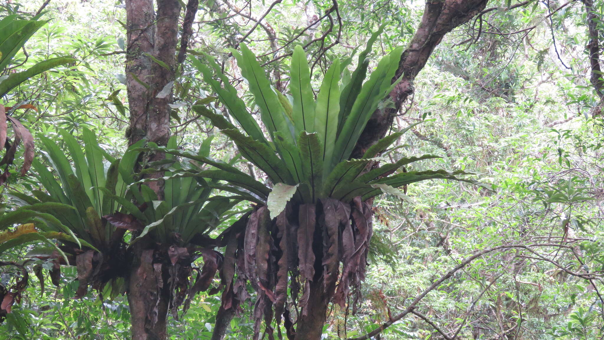 Image of Asplenium antiquum Mak.